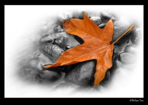 خانه را برای فصل پاییز آماده کنید /نکات خانه داری