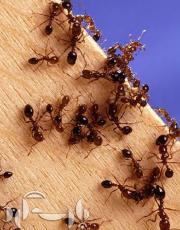 مبارزه با مورچه های خانگی/نکات خانه داری