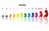چگونگی رشد نوزاد در دوره بارداری