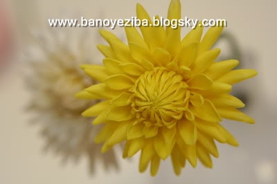 اموزش گل کوکب با خمیر گل چینی/آموزش گلسازی