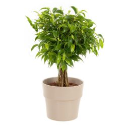 نحوه نگهداري فیکوس بنجامین