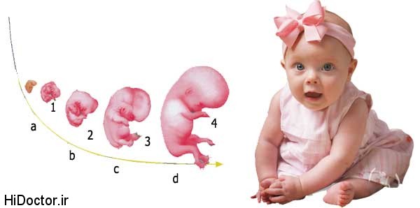 شکل گیری شخصیت جنین با احساسات و حالات مادر/سلامت