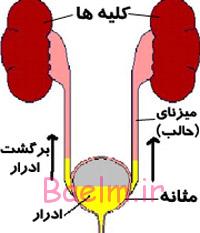 ریفلاکس ادراری چیست و چگونه درمان میشود/سلامت