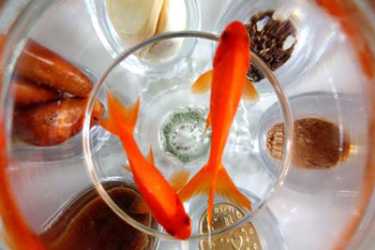 روش نگهداری ماهی قرمز عید