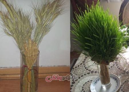 آموزش سبز کردن خوشه گندم + فیلم آموزشی آموزش سبز کردن خوشه گندم + فیلم آموزشی